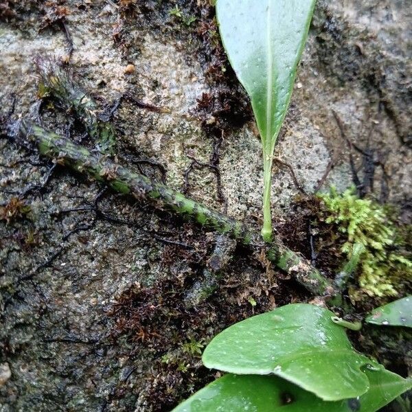 Microsorum punctatum Кора