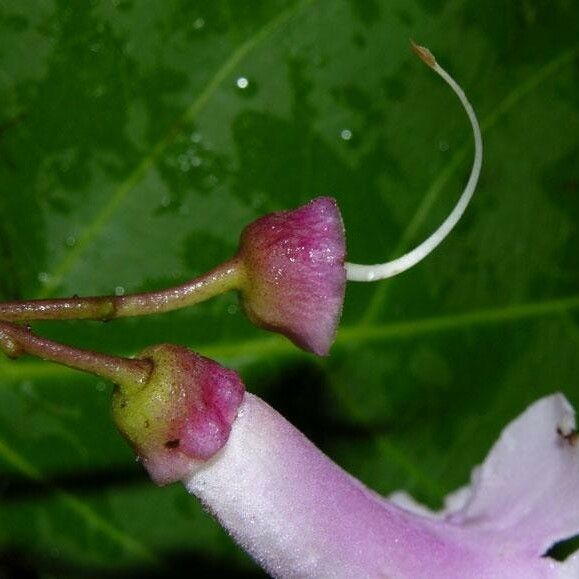 Tanaecium pyramidatum Flors