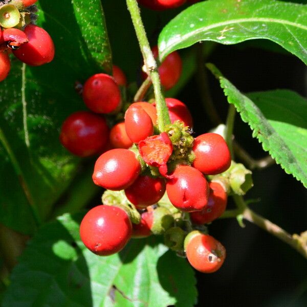 Aegiphila vitelliniflora Fruto