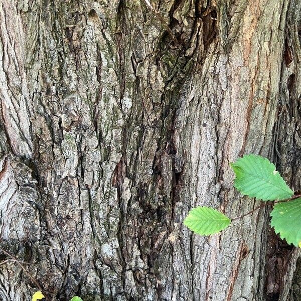 Ulmus laevis Coajă