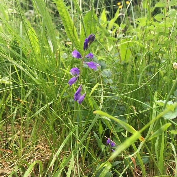 Polygala comosa 花