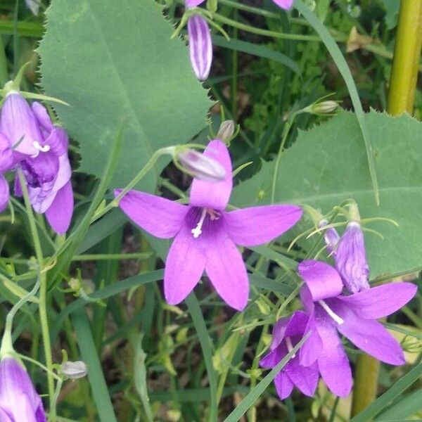 Campanula lusitanica Floare