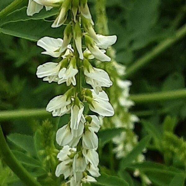 Melilotus albus Fleur