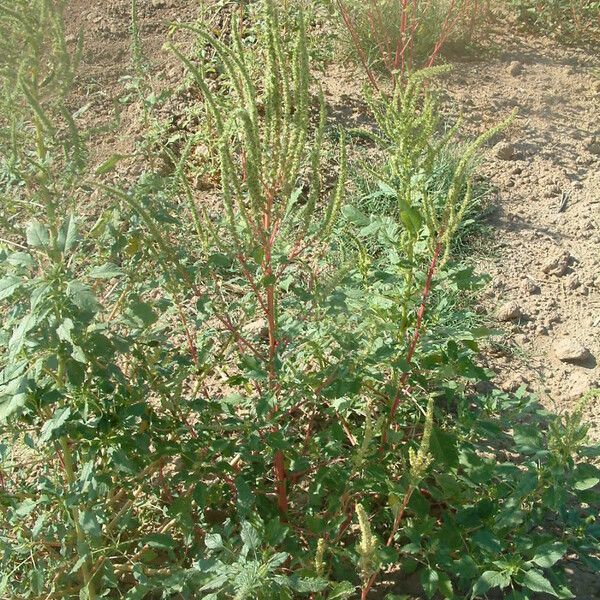 Amaranthus palmeri Habitus