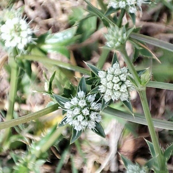 Eryngium nudicaule Кветка