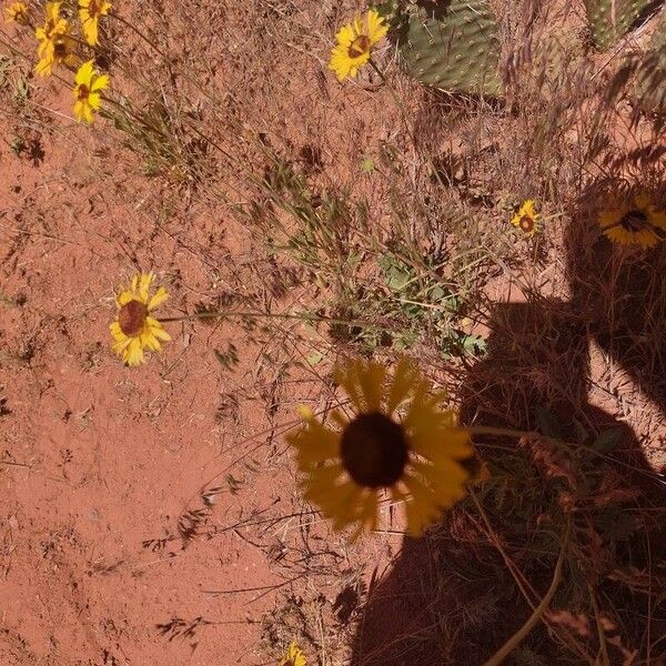 Gaillardia pinnatifida Blomma