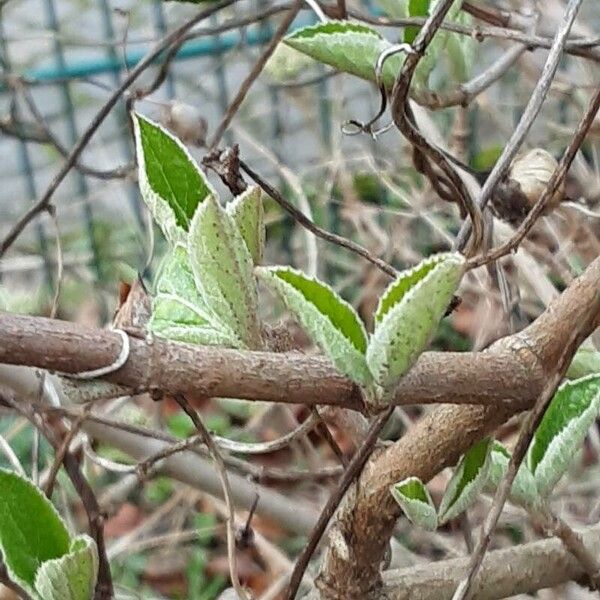 Viburnum lantana 葉