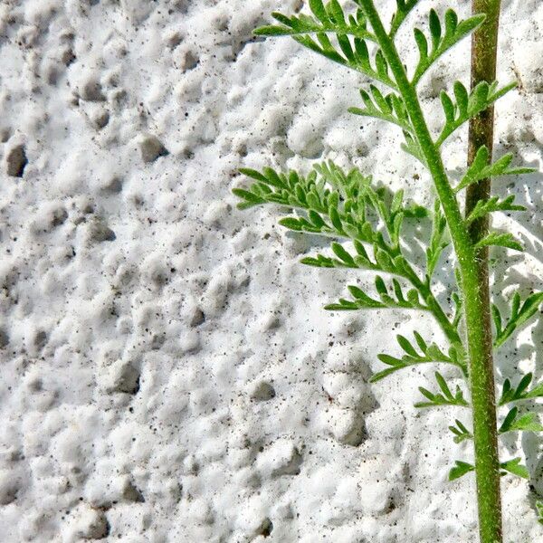 Descurainia sophia Leaf