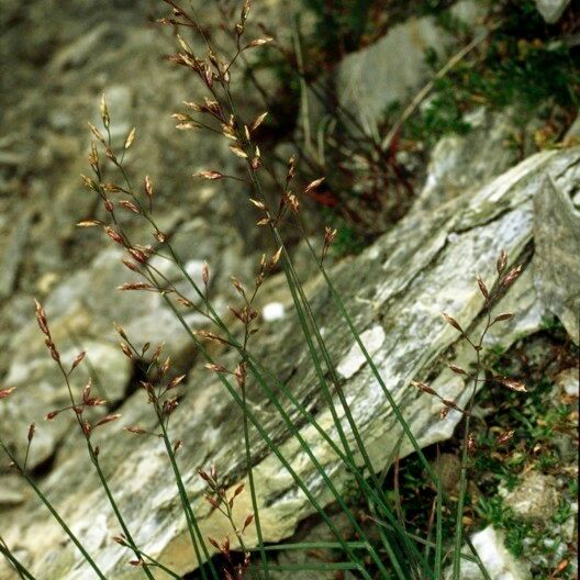 Poa glauca Habitatea