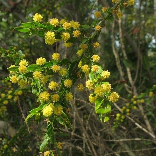 Acacia paradoxa Floare