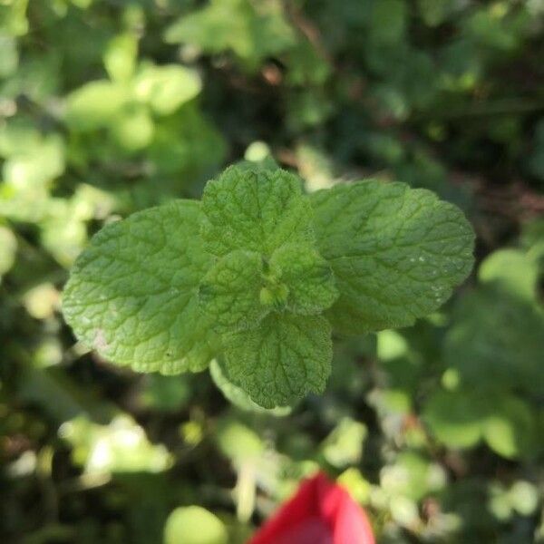 Mentha suaveolens Folha