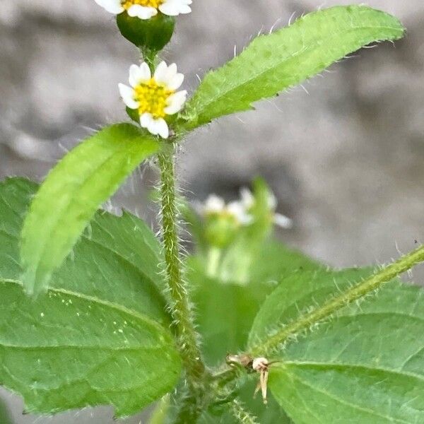 Galinsoga quadriradiata Kukka