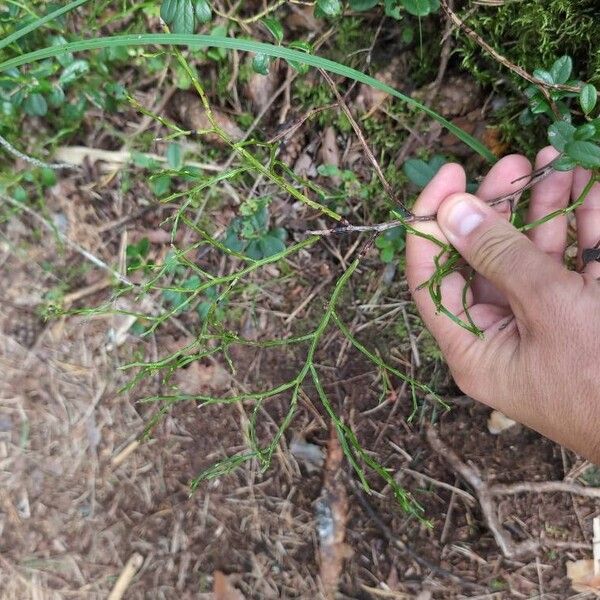 Vaccinium myrtillus Leaf