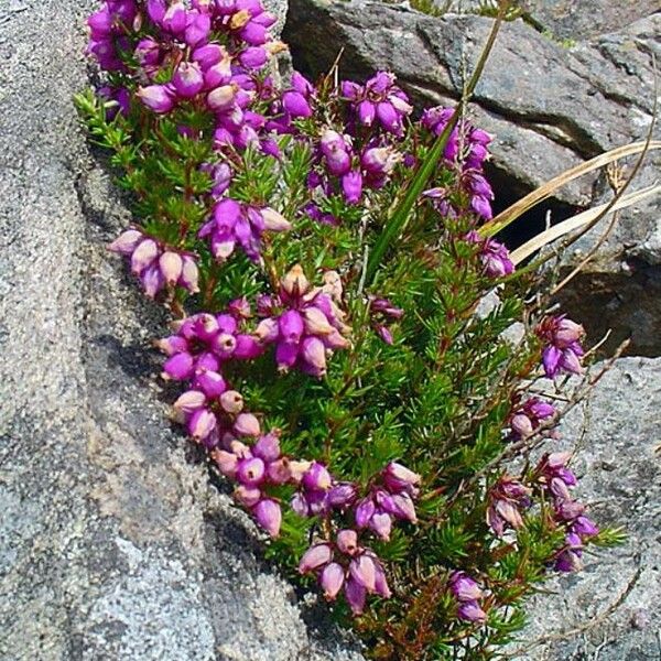 Erica cinerea Flower