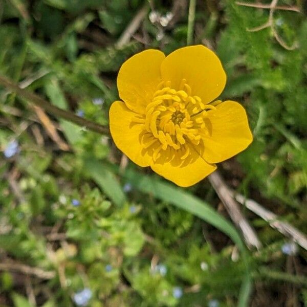 Ranunculus macrophyllus Flower