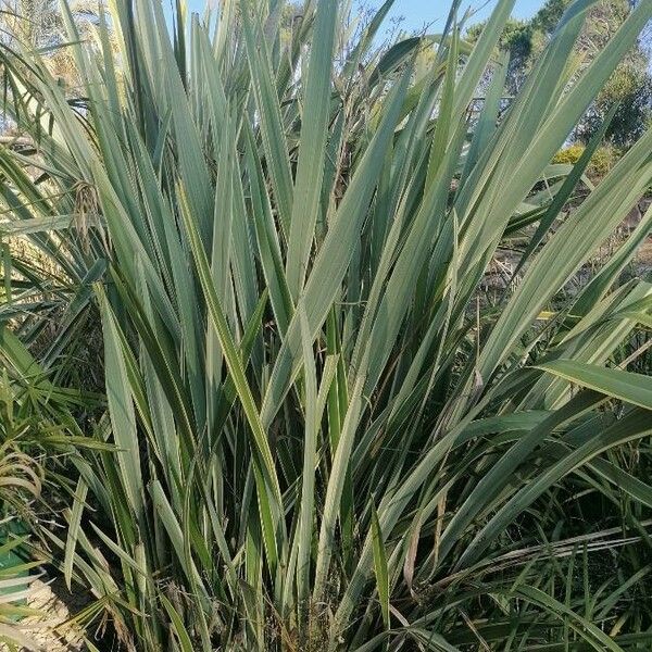 Phormium tenax Lehti