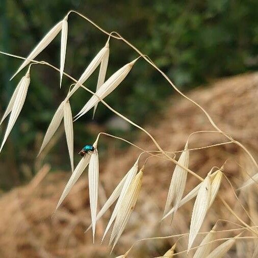 Avena fatua Flower