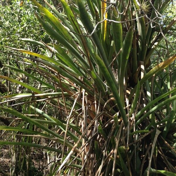 Bromelia karatas 整株植物