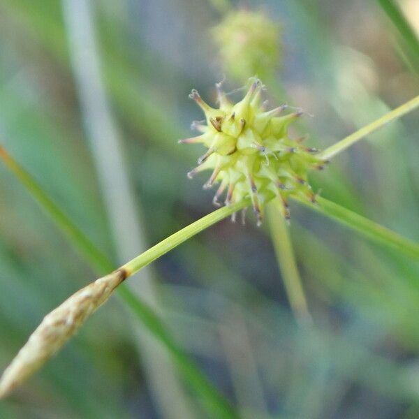 Carex oederi Λουλούδι