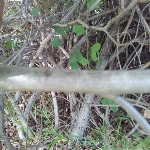 Bauhinia galpinii Bark