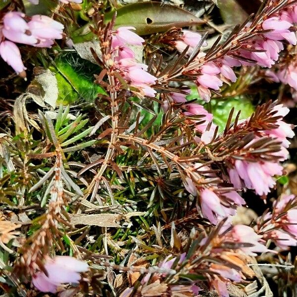 Erica carnea Leaf