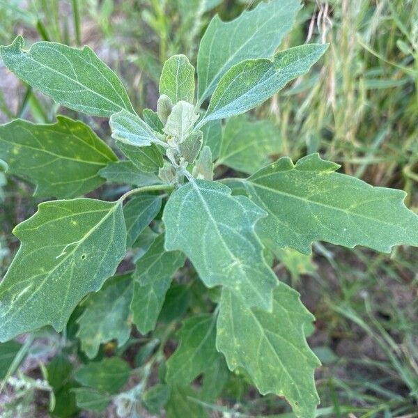 Chenopodium berlandieri পাতা