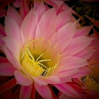 Echinopsis oxygona Flor