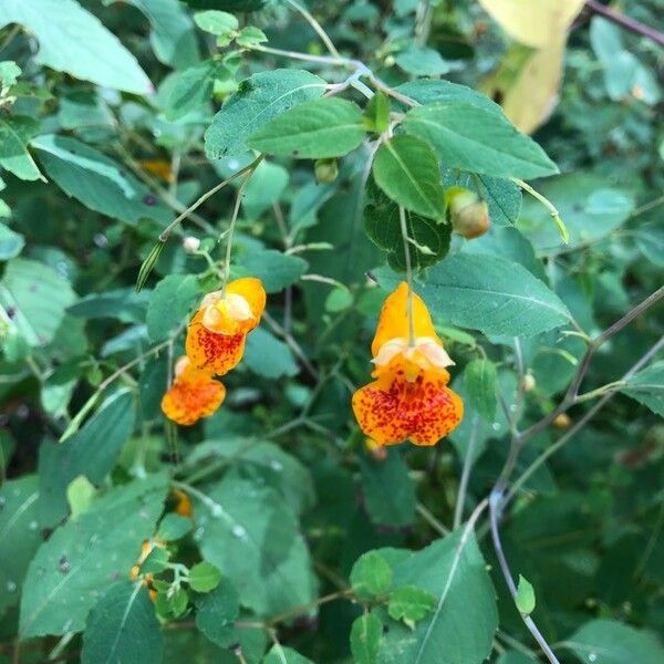 Impatiens capensis Flor