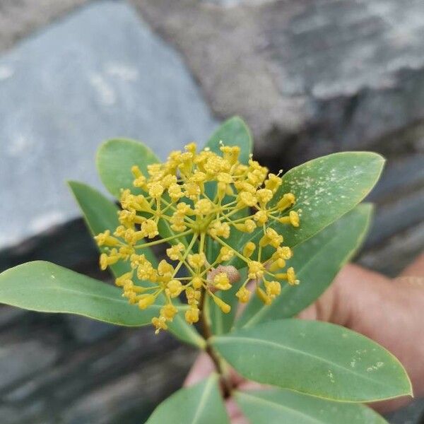 Bupleurum fruticosum Virág