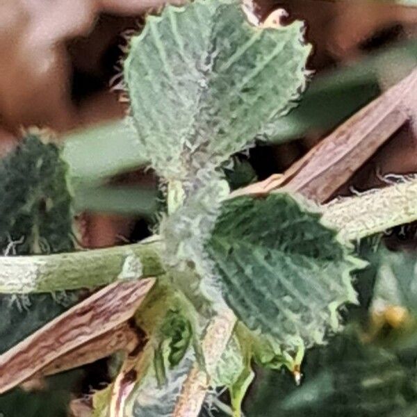 Medicago truncatula Blad