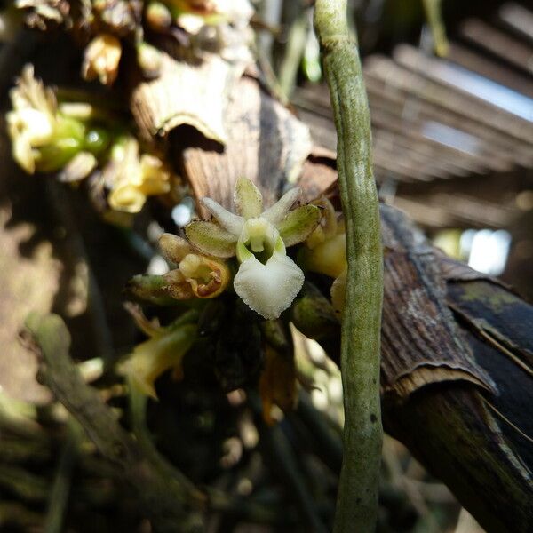 Ancistrorhynchus clandestinus Blomma