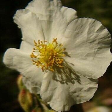 Helianthemum apenninum Blomst