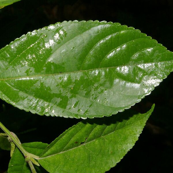 Acalypha diversifolia ഇല