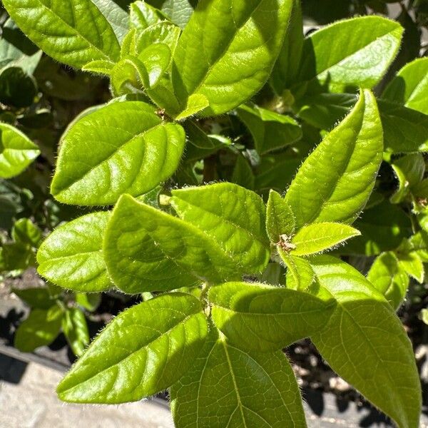 Viburnum tinus Leht