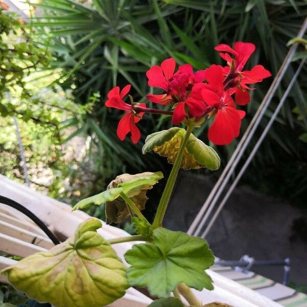 Pelargonium inquinans Folla