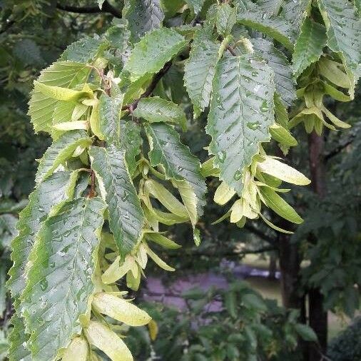 Carpinus caroliniana Blad