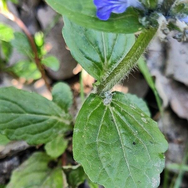 Ajuga reptans Folha