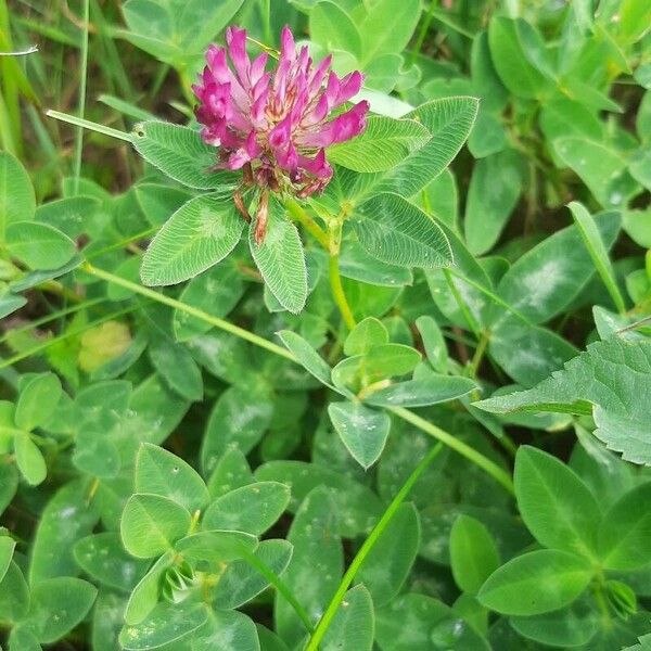 Trifolium medium Blüte