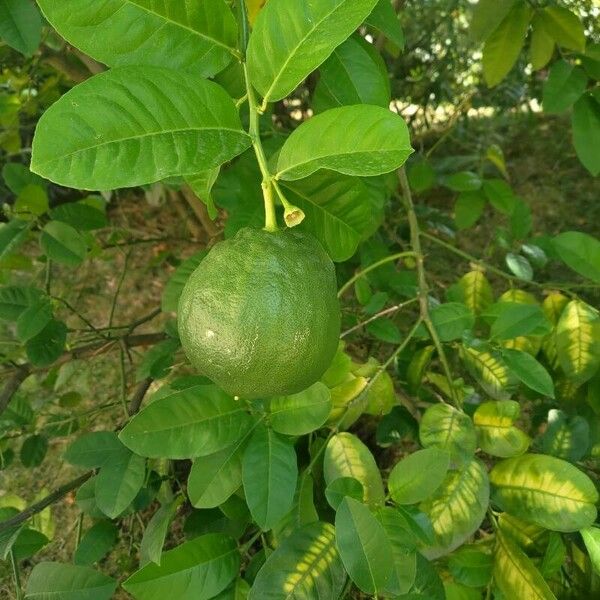 Citrus × aurantiifolia Vrucht