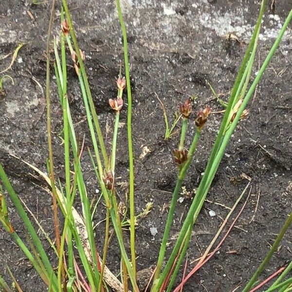 Juncus bulbosus Цветок