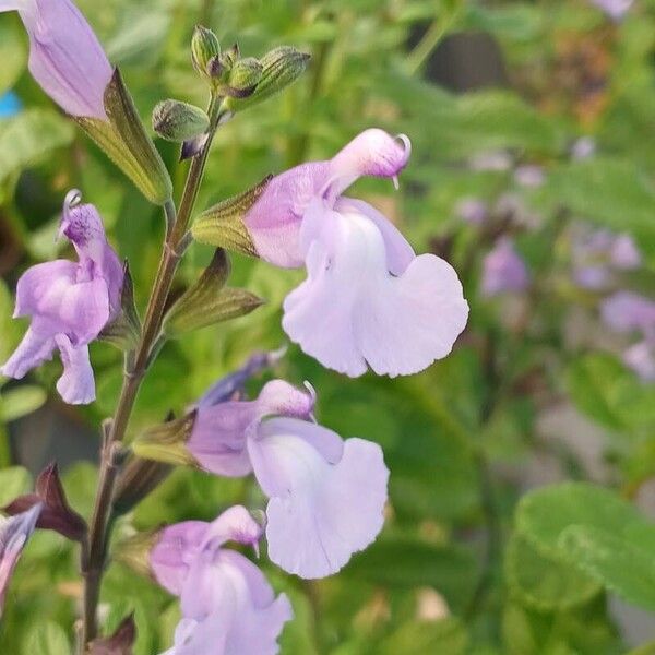 Salvia × jamensis Flor