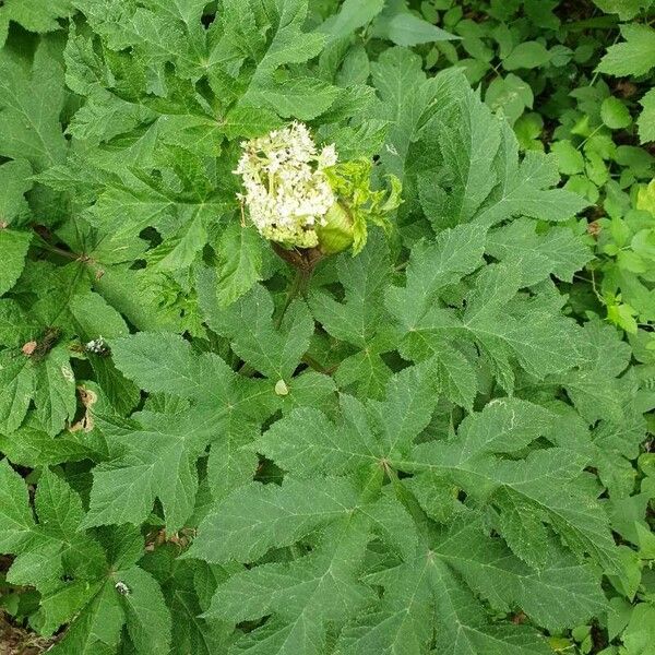 Heracleum sphondylium Flower