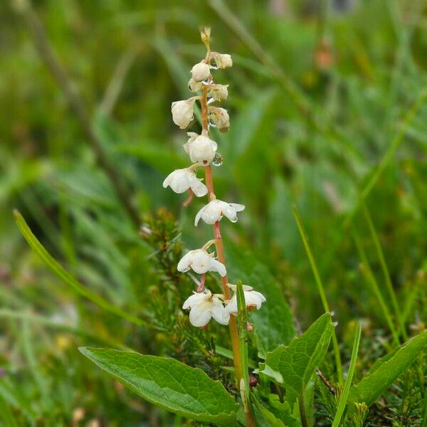 Pyrola rotundifolia Blomst