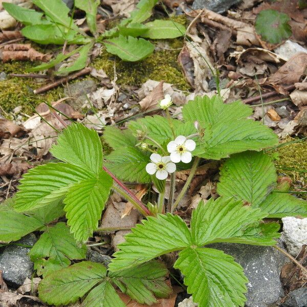 Fragaria moschata Leaf