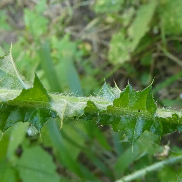 Galactites tomentosus Листок