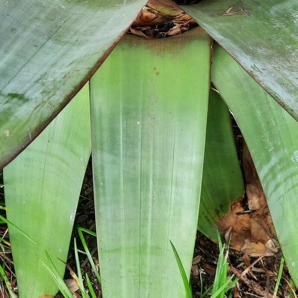 Vriesea imperialis Hoja