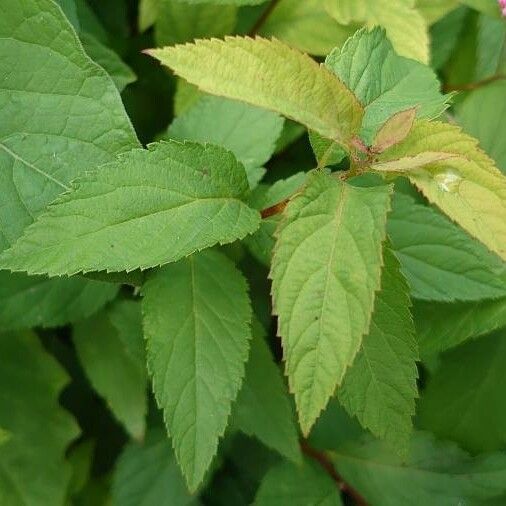 Spiraea japonica Листок