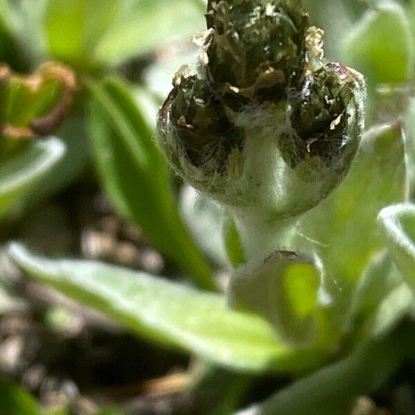 Antennaria carpatica Flor