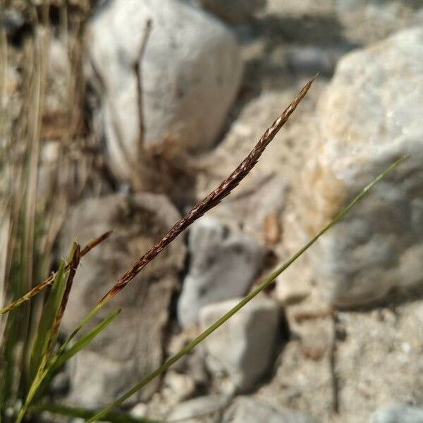 Heteropogon contortus Õis