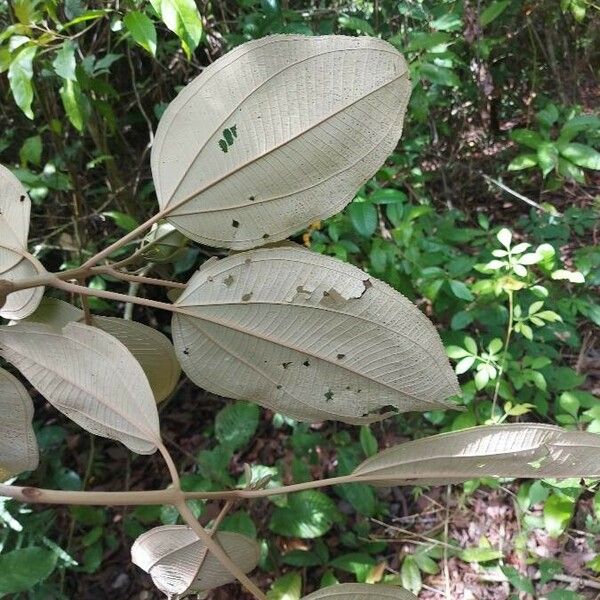 Miconia argentea Blatt